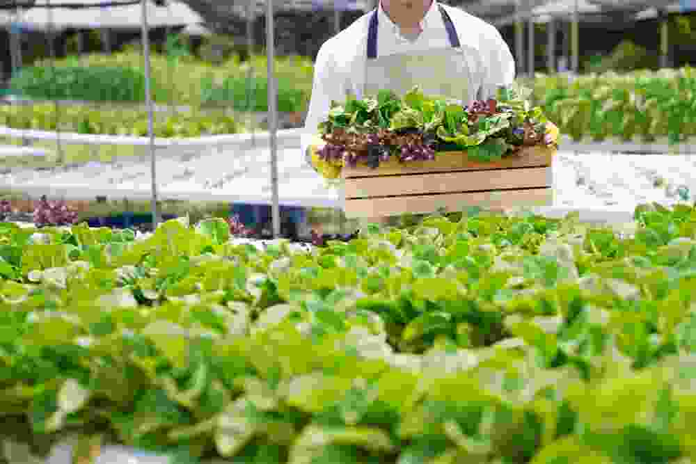 Herbal Medicine Haile - Natural Health