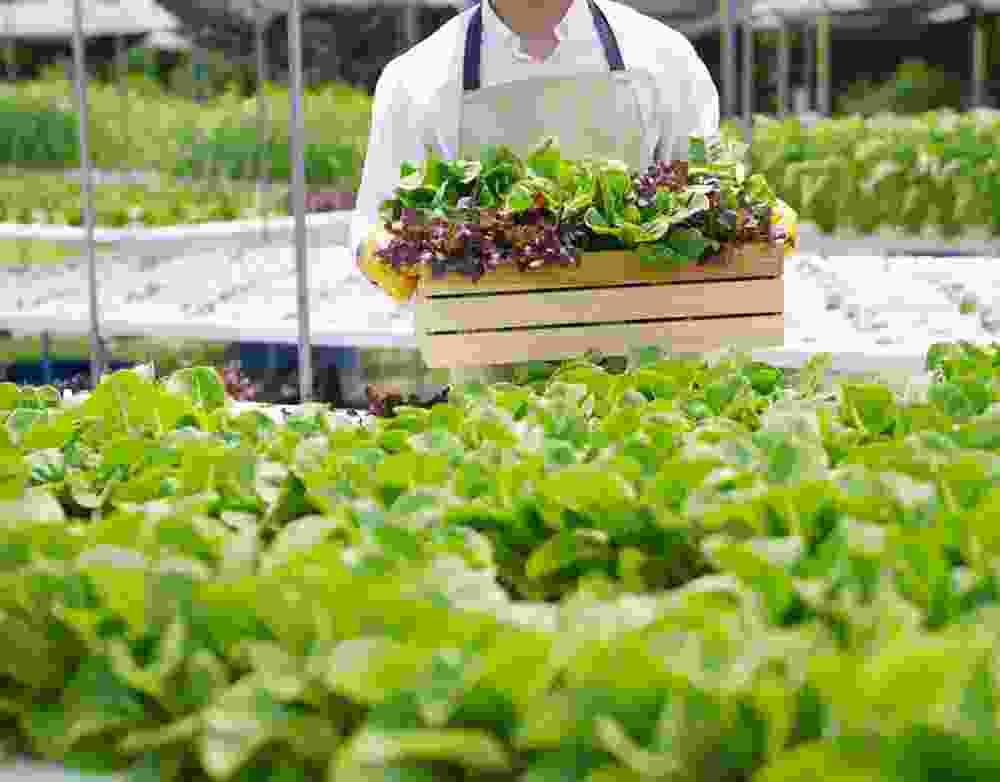 Herbal Medicine Haile - Natural Health